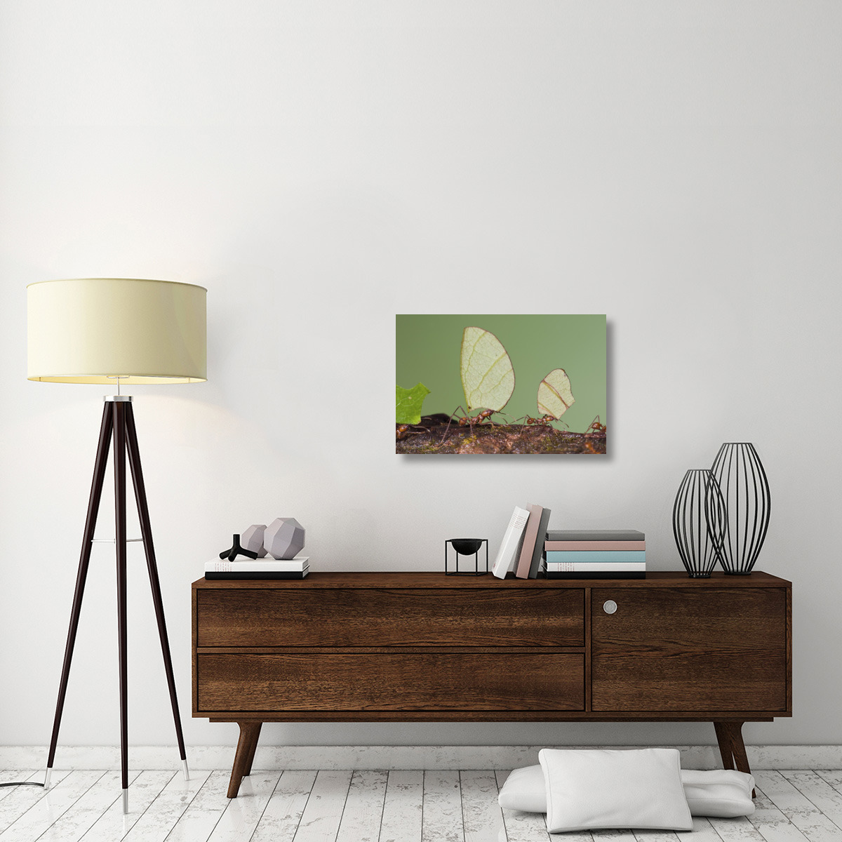 Leafcutter Ant group carrying leaves, Costa Rica-Canvas Art-30&quotx20"