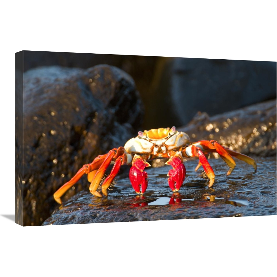 Sally Lightfoot Crab, Galapagos Islands, Ecuador-Canvas Art-30&quotx20"