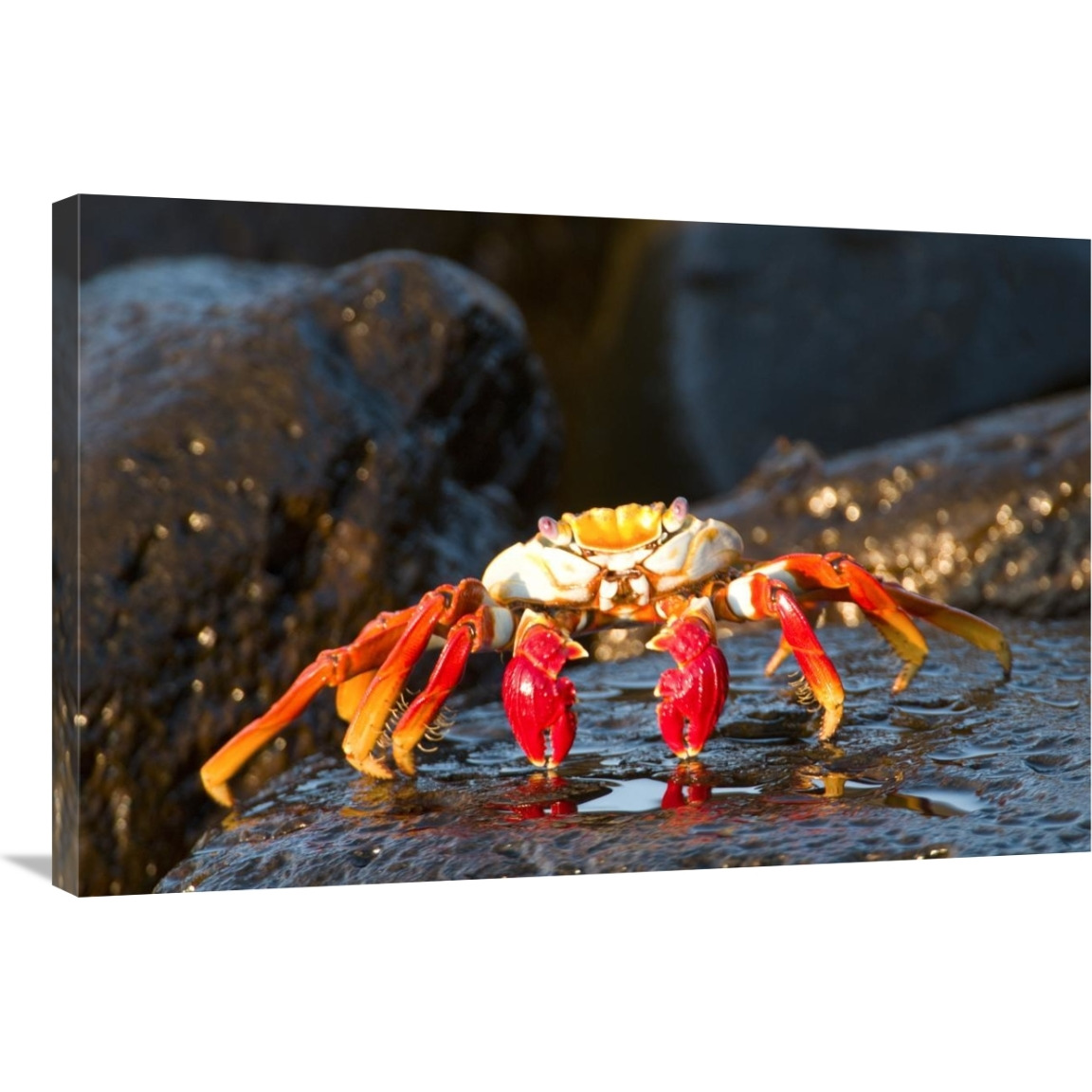 Sally Lightfoot Crab, Galapagos Islands, Ecuador-Canvas Art-36&quotx24"