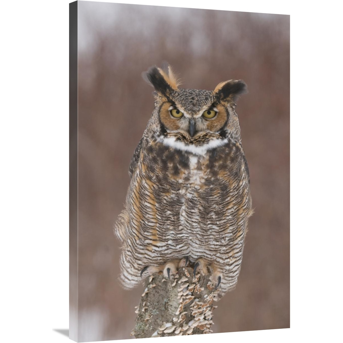 Great Horned Owl, Howell Nature Center, Michigan-Canvas Art-24&quotx36"