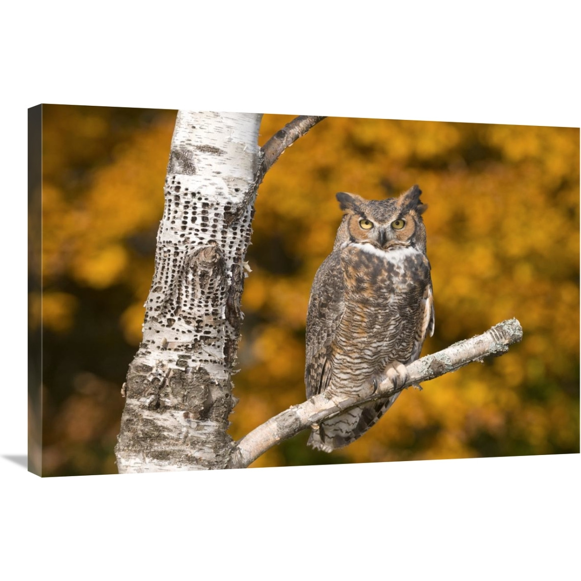 Great Horned Owl, Howell Nature Center, Michigan-Canvas Art-36&quotx24"