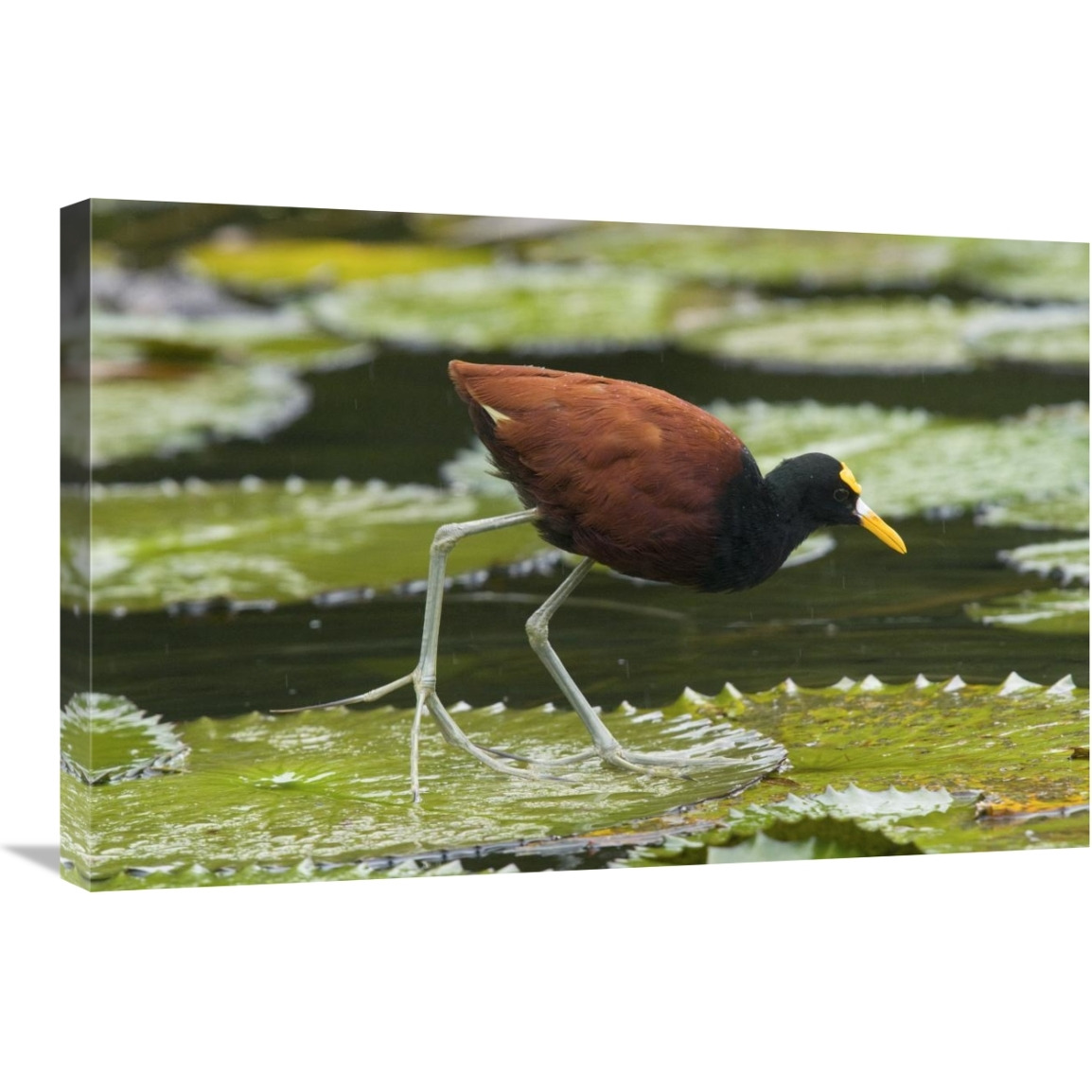 Northern Jacana foraging on lily pads, Costa Rica-Canvas Art-30&quotx20"