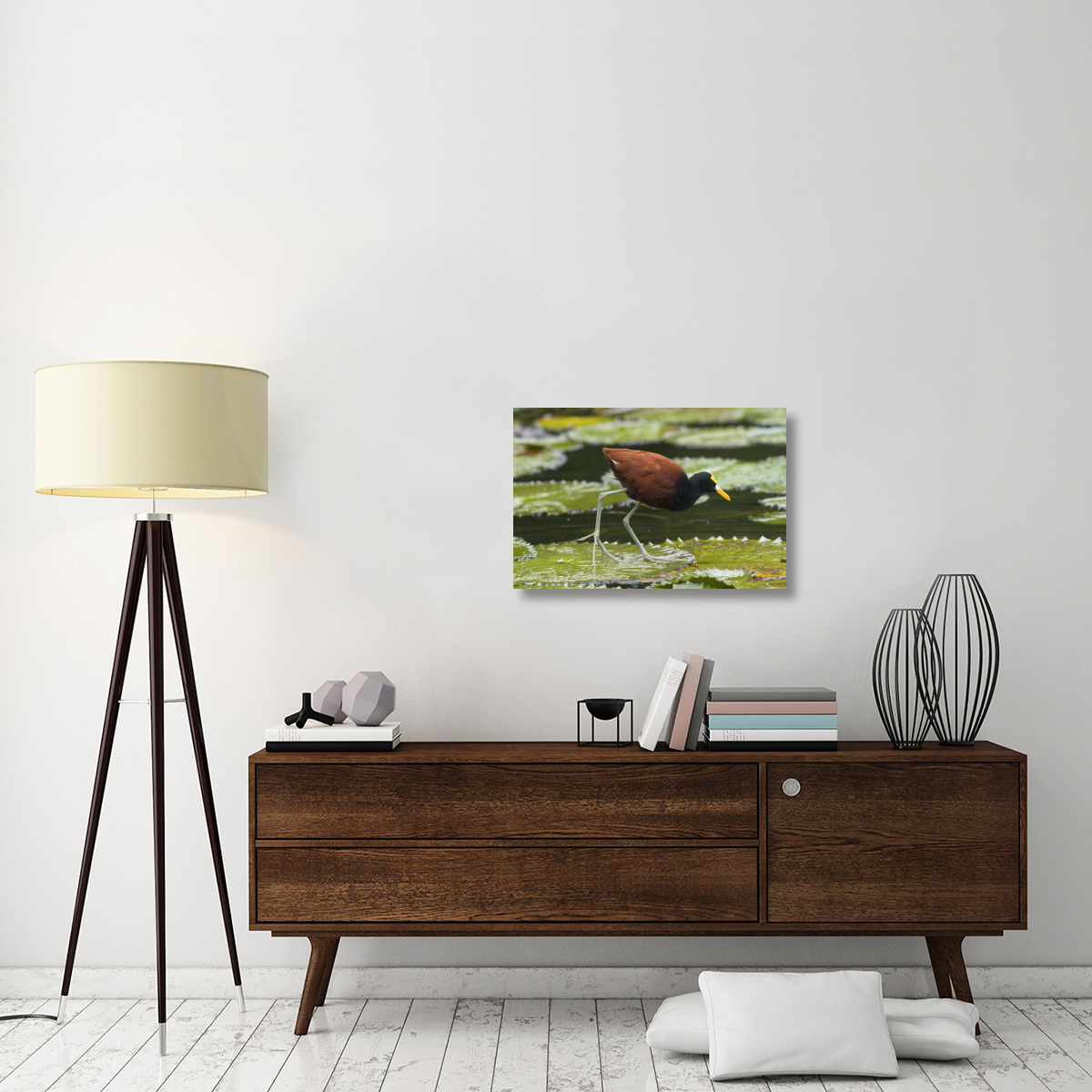 Northern Jacana foraging on lily pads, Costa Rica-Canvas Art-30&quotx20"