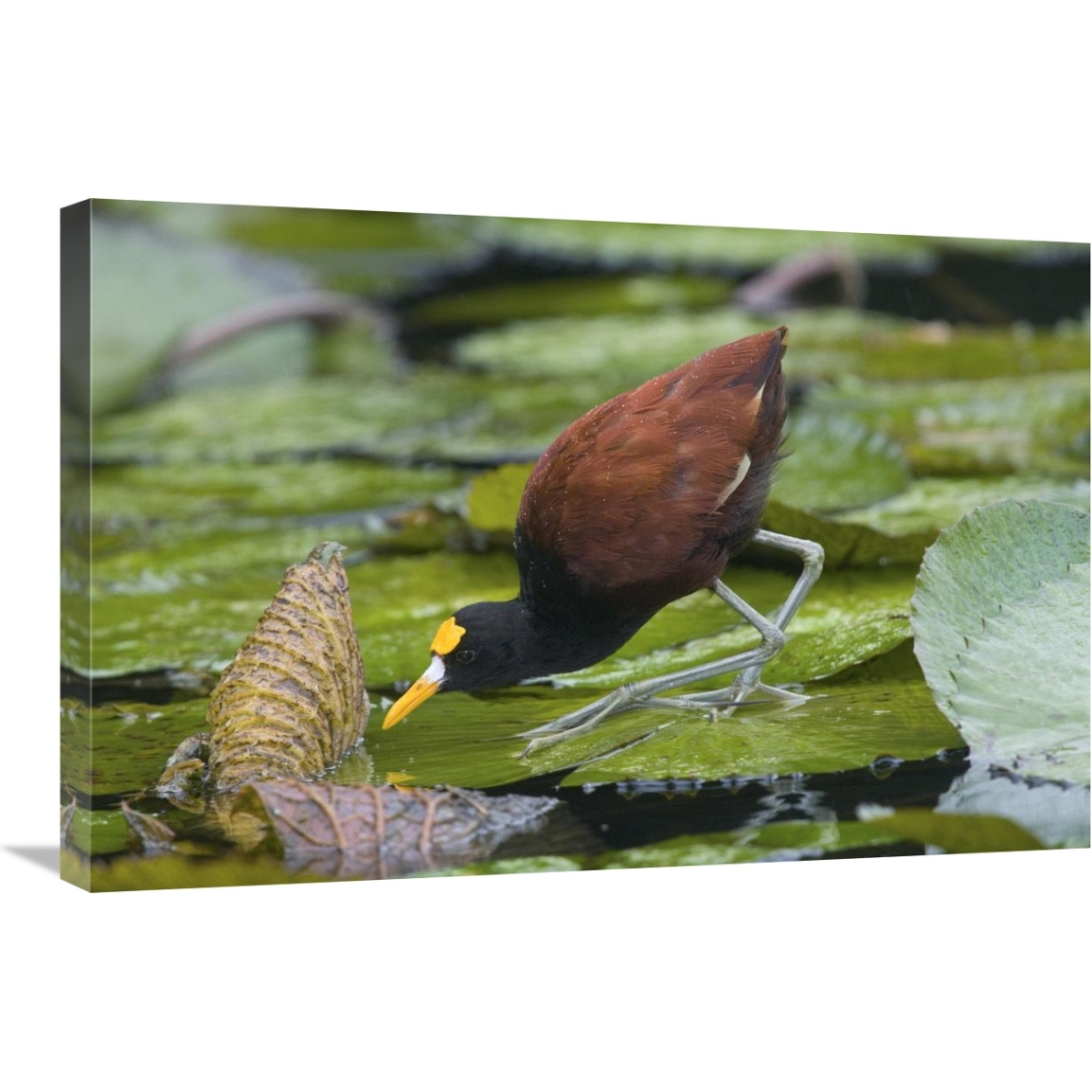 Northern Jacana foraging on lily pads, Costa Rica-Canvas Art-30&quotx20"