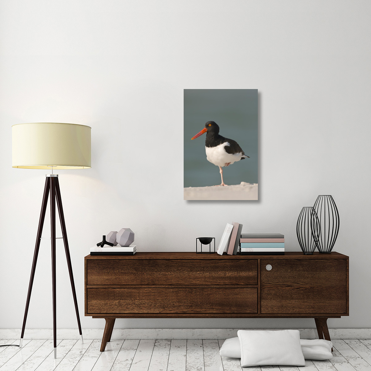 American Oystercatcher, Fort Desoto Park, Florida-Canvas Art-24&quotx36"