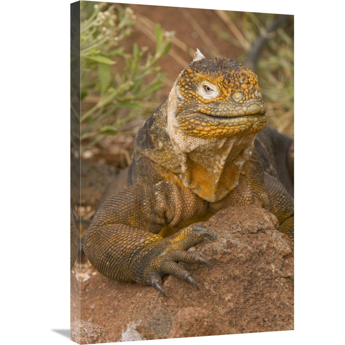 Galapagos Land Iguana, Galapagos Islands, Ecuador-Canvas Art-20&quotx30"