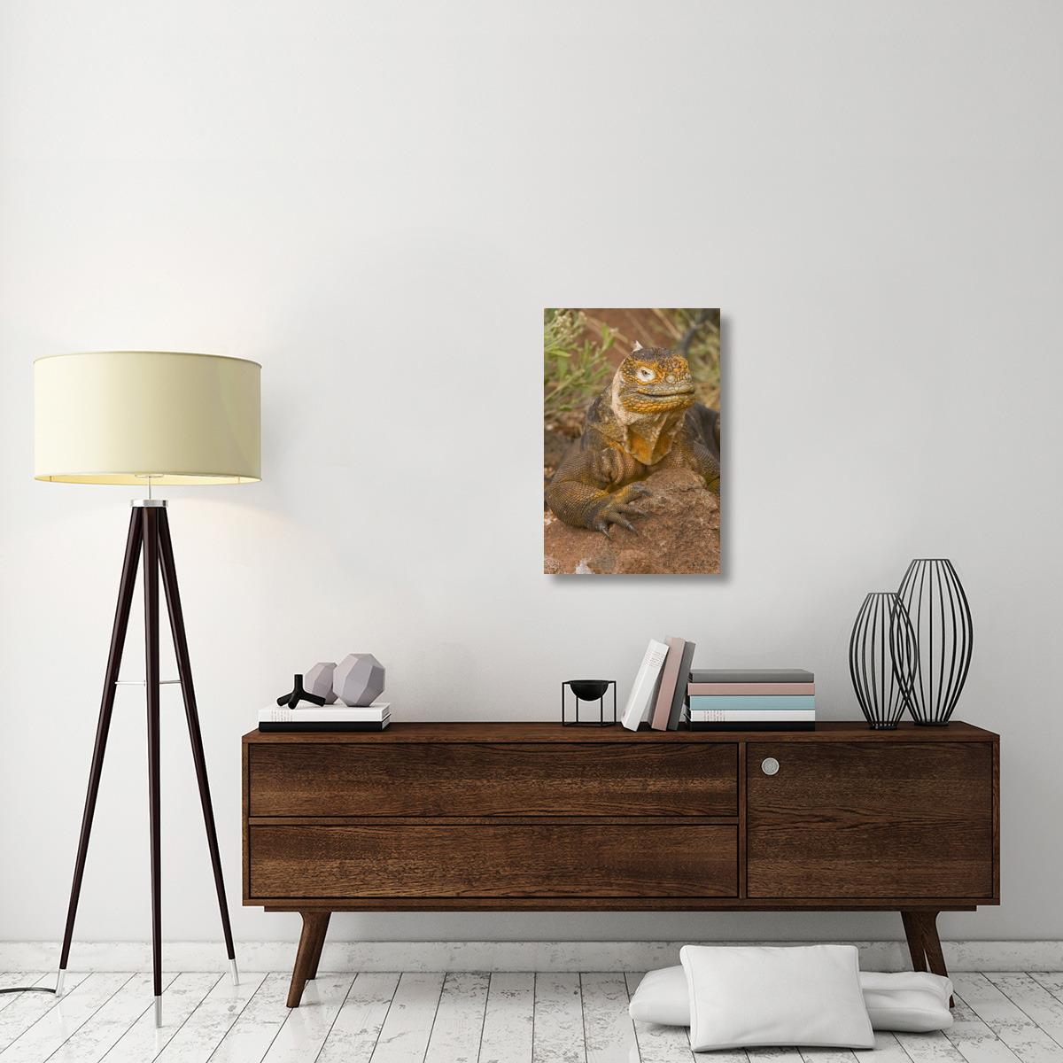 Galapagos Land Iguana, Galapagos Islands, Ecuador-Canvas Art-20&quotx30"