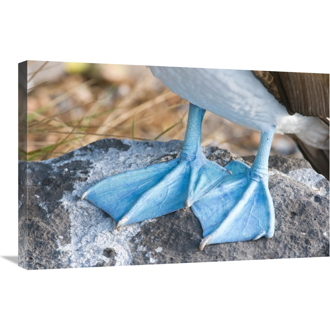 Blue-footed Booby feet, Galapagos Islands, Ecuador-Canvas Art-30&quotx20"