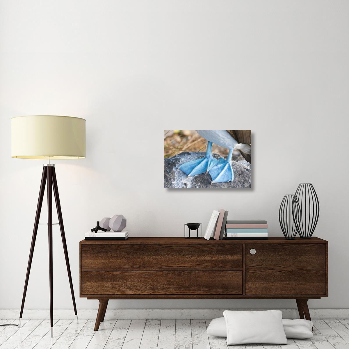 Blue-footed Booby feet, Galapagos Islands, Ecuador-Canvas Art-30&quotx20"