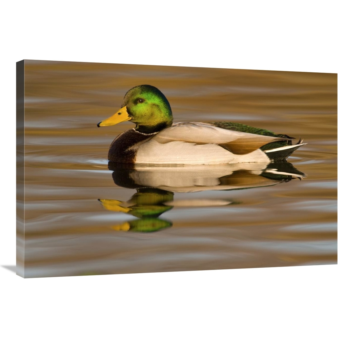 Mallard swimming, Kellogg Bird Sanctuary, Michigan-Canvas Art-36&quotx24"