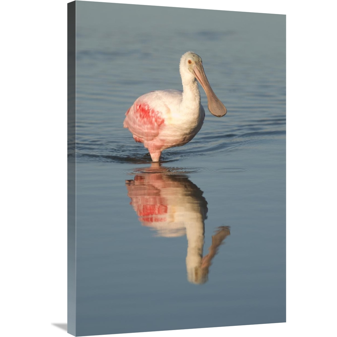 Roseate Spoonbill wading, Fort Myers Beach, Florida-Canvas Art-24&quotx36"
