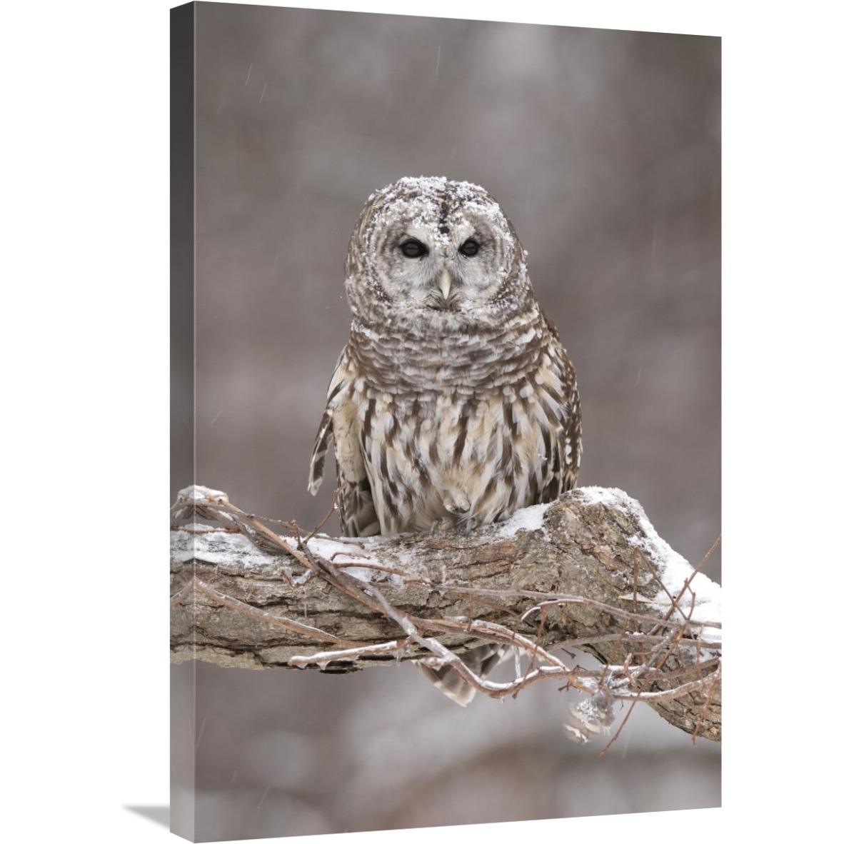 Barred Owl in winter, Howell Nature Center, Michigan-Canvas Art-20&quotx30"
