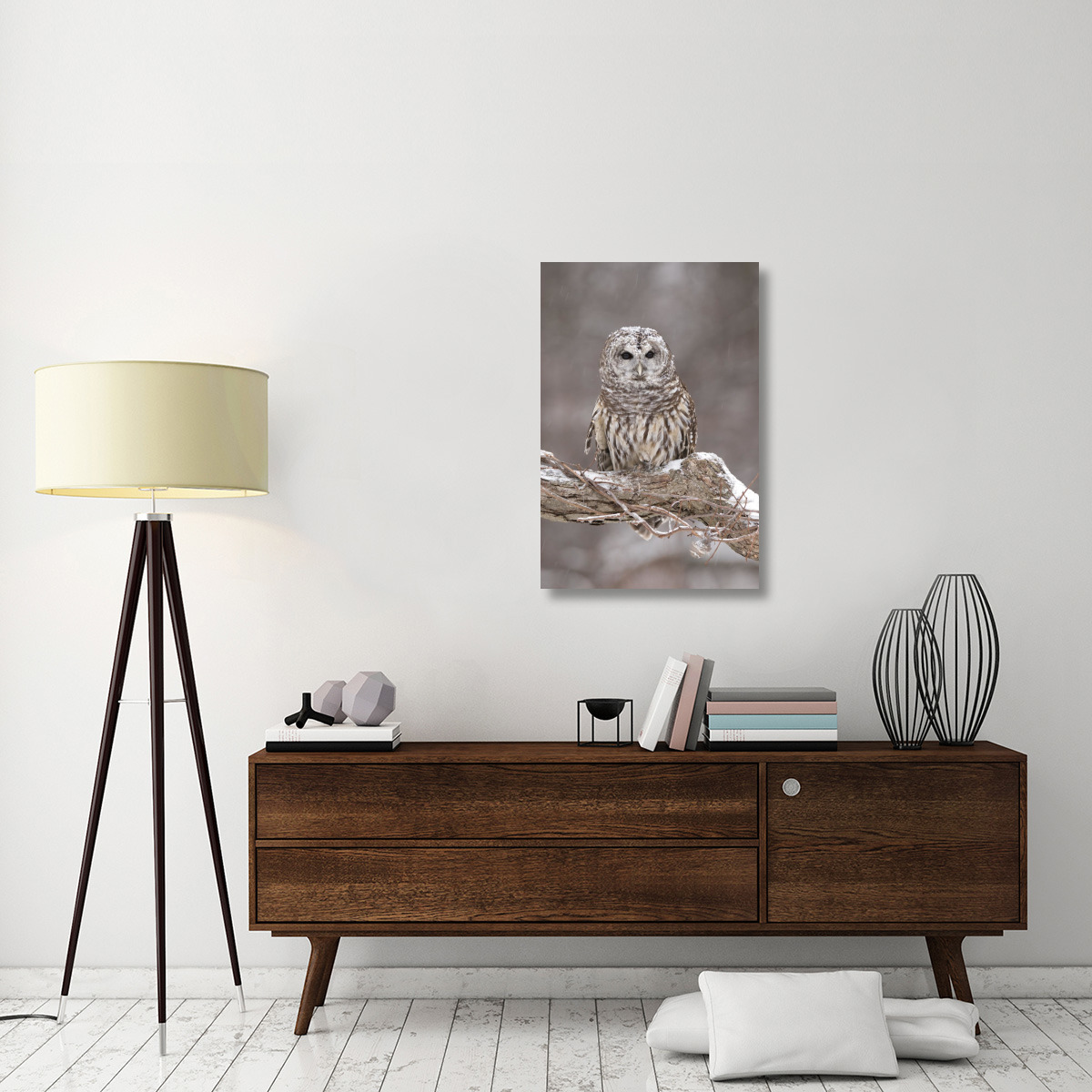 Barred Owl in winter, Howell Nature Center, Michigan-Canvas Art-24&quotx36"