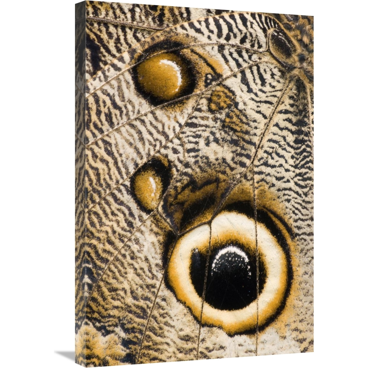 Atreus Owl butterfly wing with false eyespot, Ecuador-Canvas Art-20&quotx30"