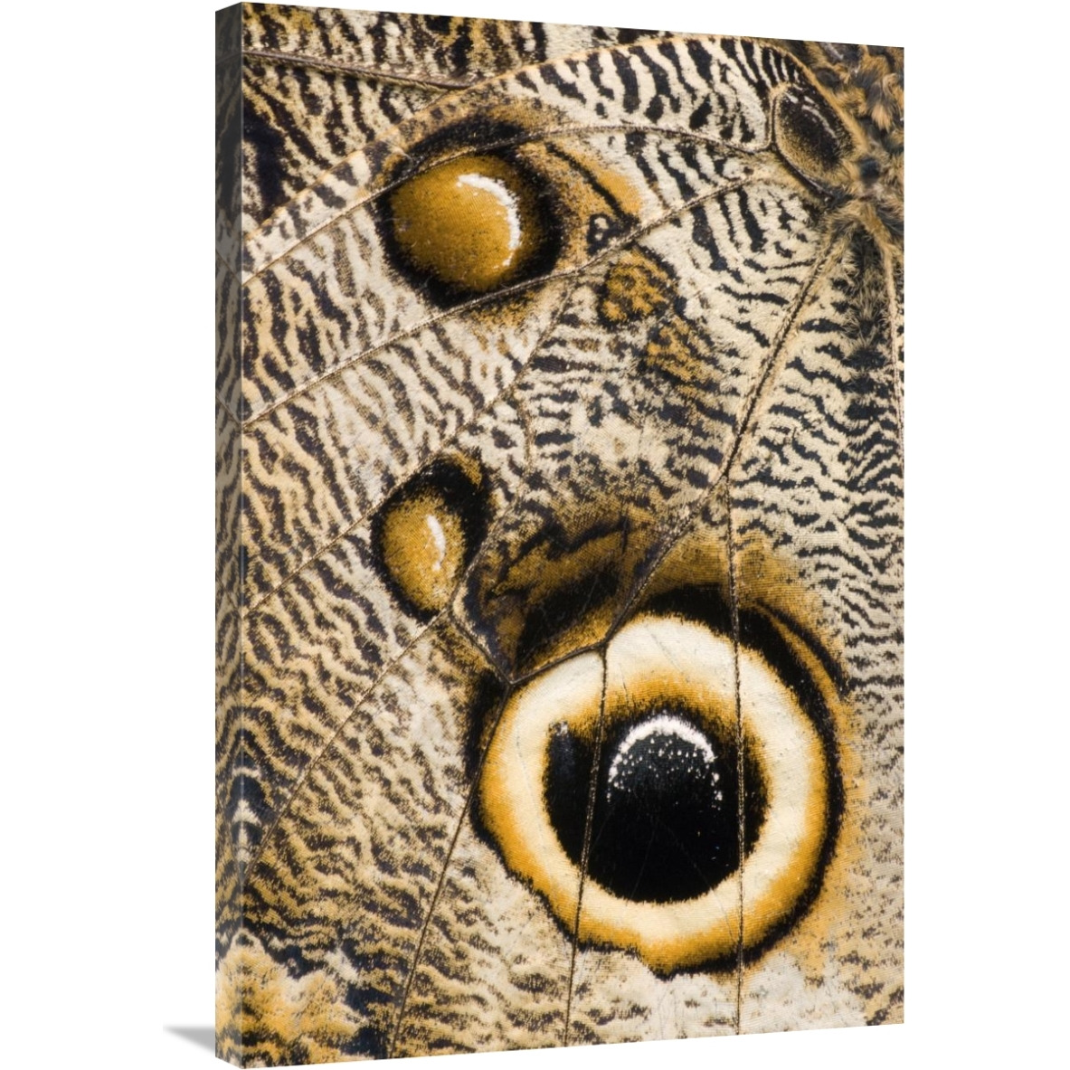 Atreus Owl butterfly wing with false eyespot, Ecuador-Canvas Art-24&quotx36"