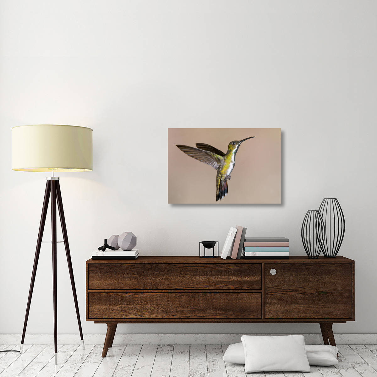 Veraguan Mango hummmingbird female flying, Costa Rica-Canvas Art-36&quotx24"
