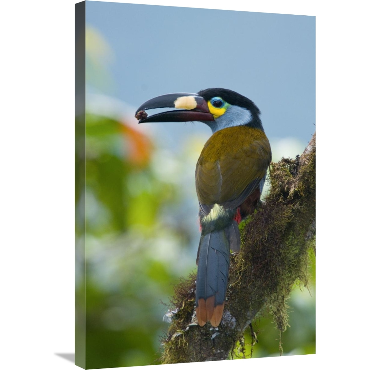 Plate-billed Mountain-Toucan feeding on fruit, Ecuador-Canvas Art-20&quotx30"