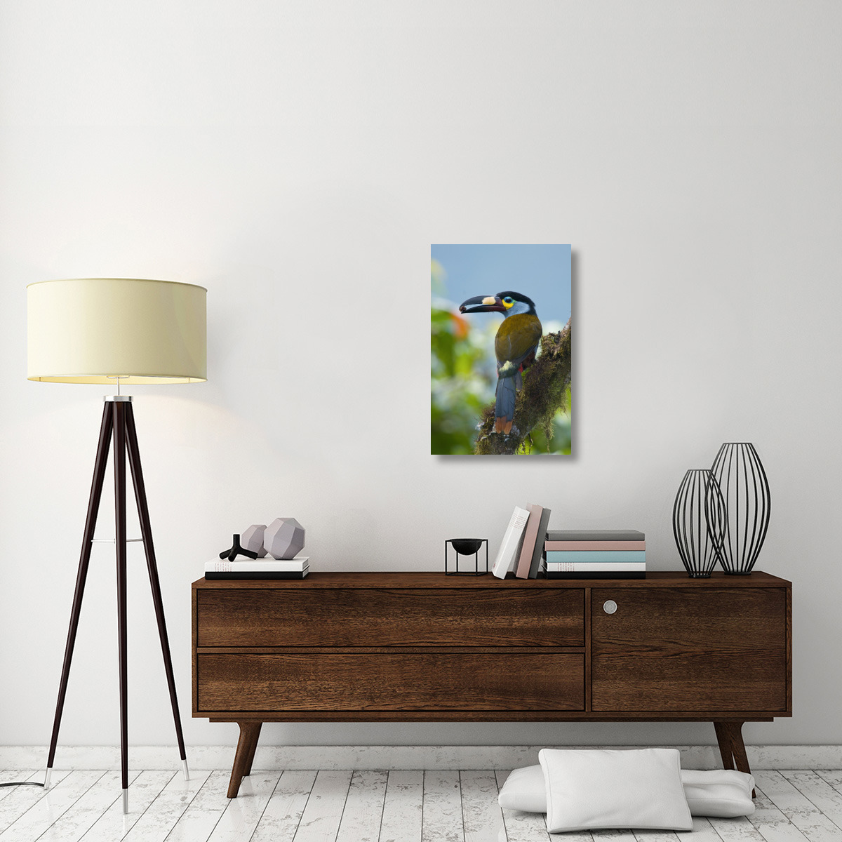 Plate-billed Mountain-Toucan feeding on fruit, Ecuador-Canvas Art-20&quotx30"