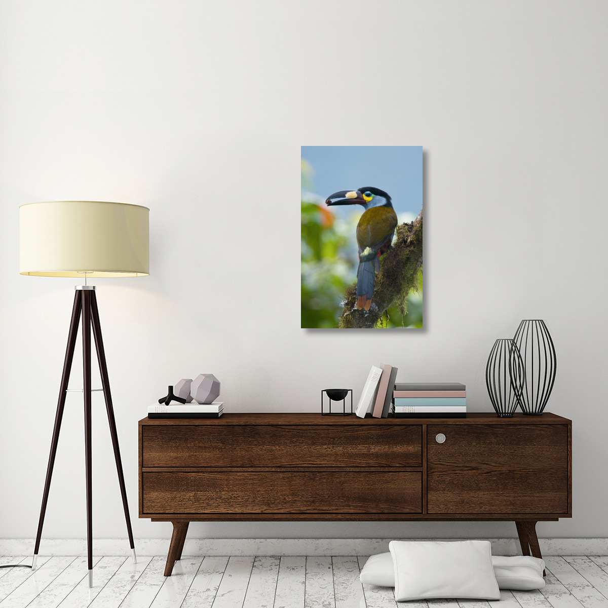 Plate-billed Mountain-Toucan feeding on fruit, Ecuador-Canvas Art-24&quotx36"
