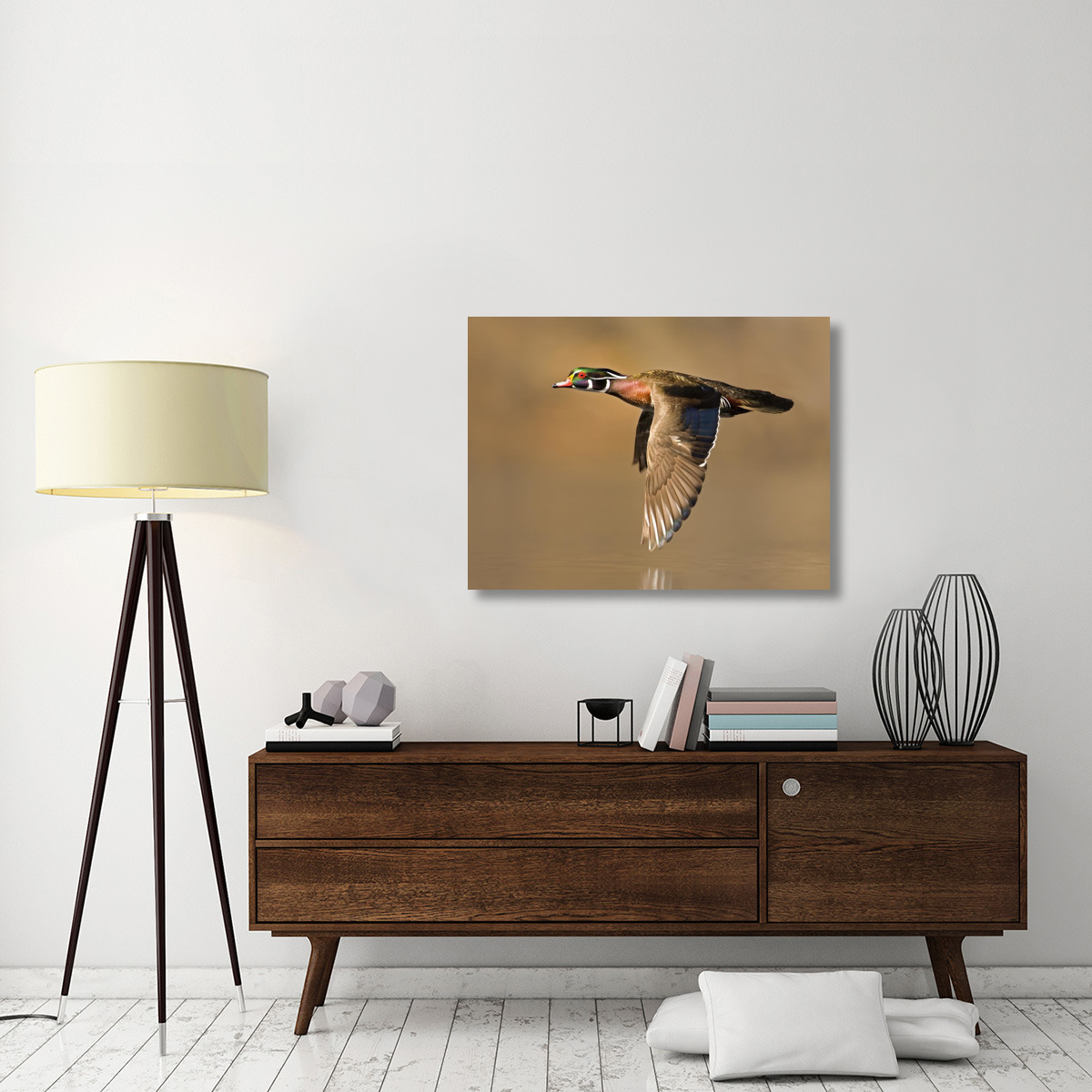 Wood Duck male flying, Lapeer State Game Area, Michigan-Canvas Art-40&quotx30"