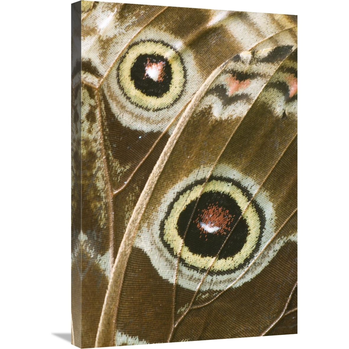 Blue Morpho butterfly wing with false eyespots, Ecuador-Canvas Art-20&quotx30"