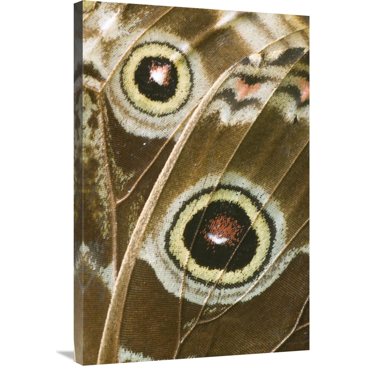 Blue Morpho butterfly wing with false eyespots, Ecuador-Canvas Art-24&quotx36"
