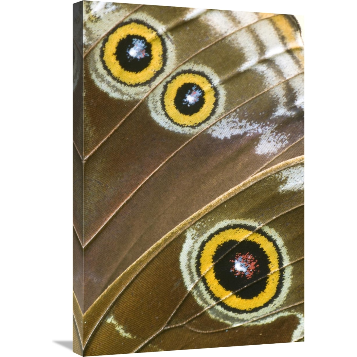 Blue Morpho butterfly wing with false eyespots, Ecuador-Canvas Art-20&quotx30"