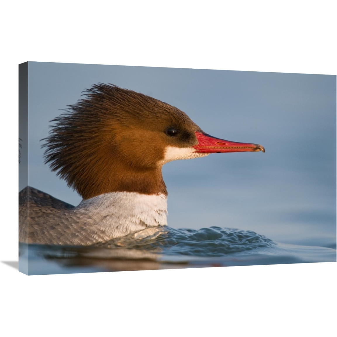 Common Merganser female swimming, Saginaw Bay, Michigan-Canvas Art-30&quotx20"