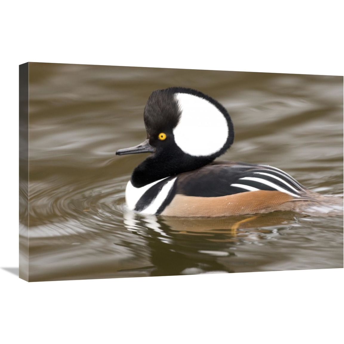 Hooded Merganser male, Kellogg Bird Sanctuary, Michigan-Canvas Art-30&quotx20"