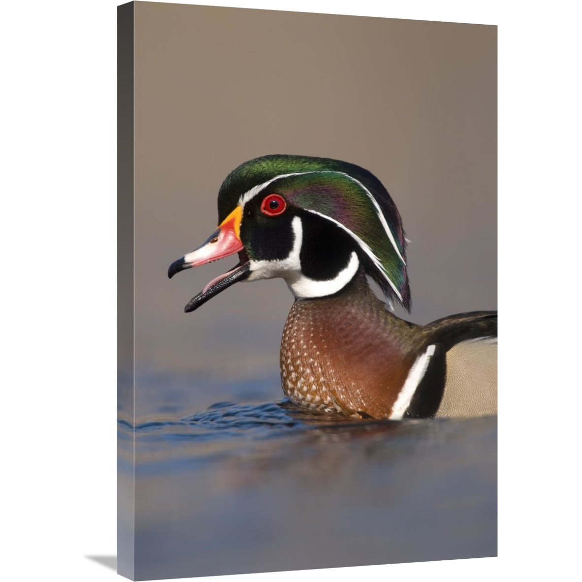Wood Duck male calling, Lapeer State Game Area, Michigan-Canvas Art-20&quotx30"