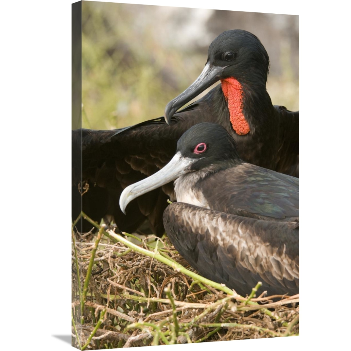 Magnificent Frigatebird pair, Galapagos Islands, Ecuador-Canvas Art-20&quotx30"