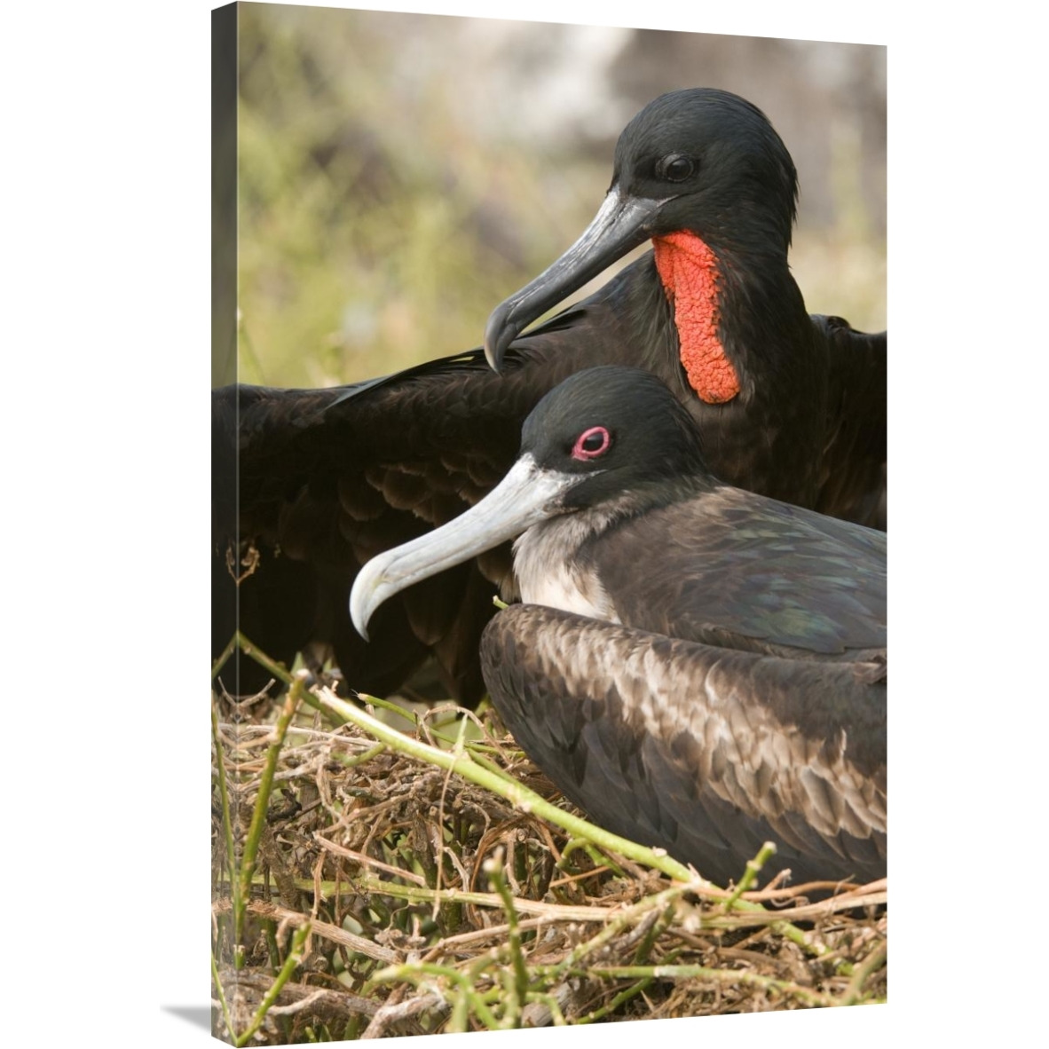 Magnificent Frigatebird pair, Galapagos Islands, Ecuador-Canvas Art-24&quotx36"
