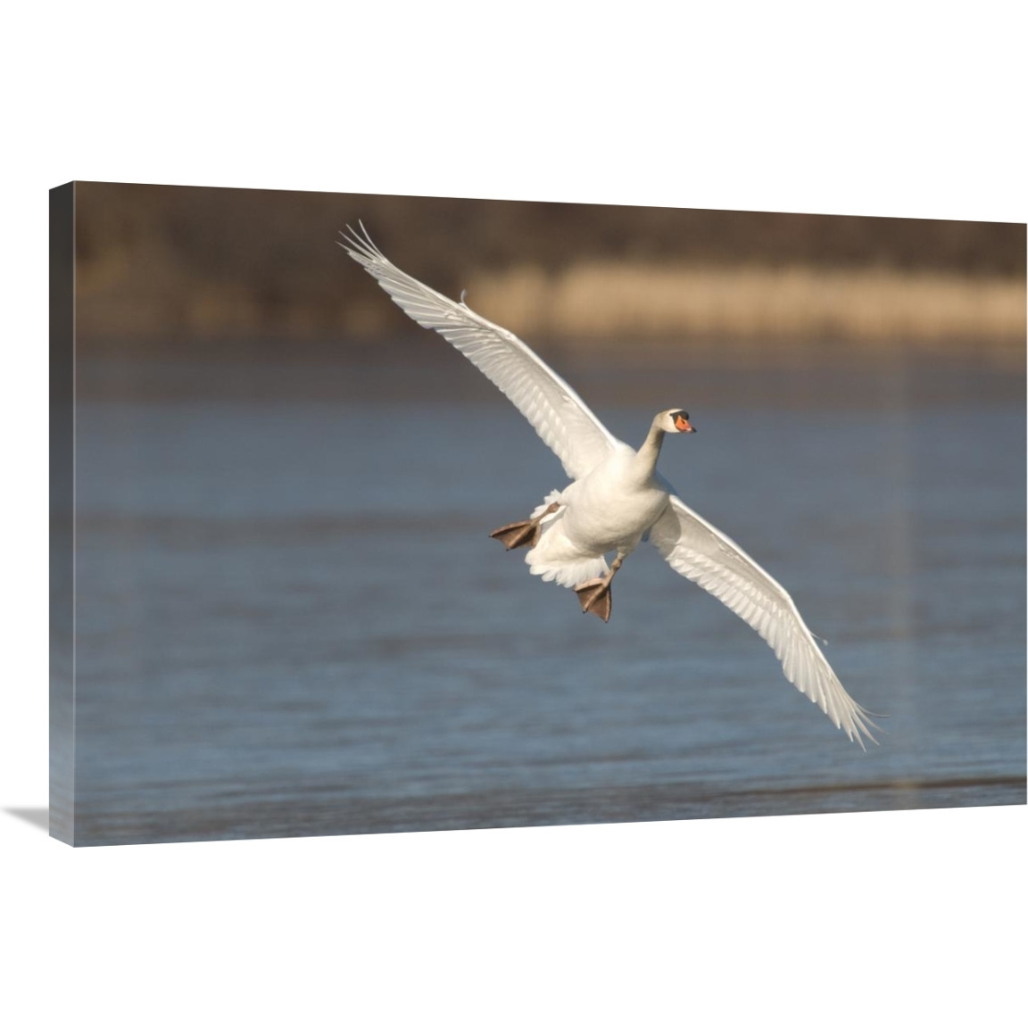 Mute Swan flying, Kensington Metropark, Milford, Michigan-Canvas Art-36&quotx24"
