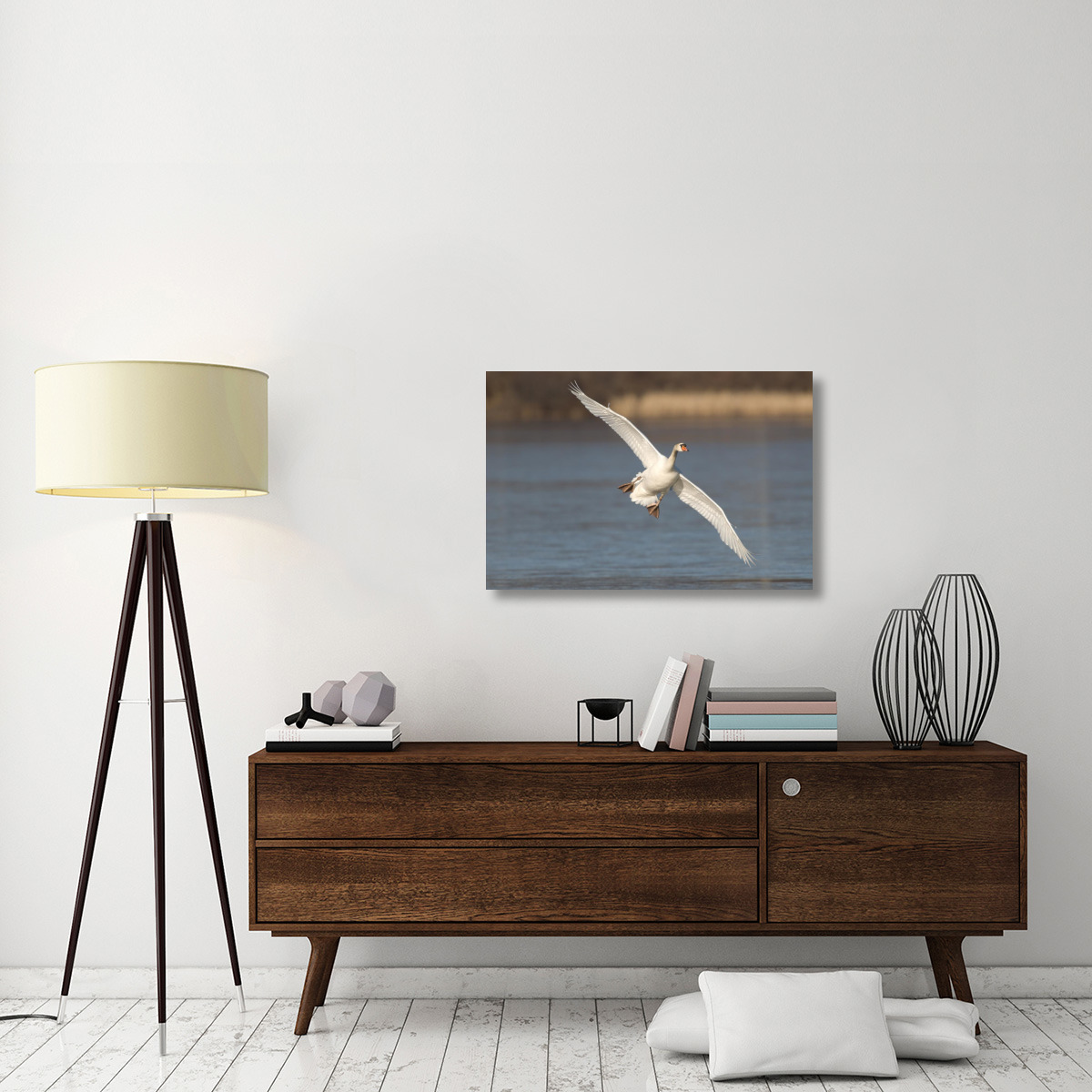 Mute Swan flying, Kensington Metropark, Milford, Michigan-Canvas Art-36&quotx24"