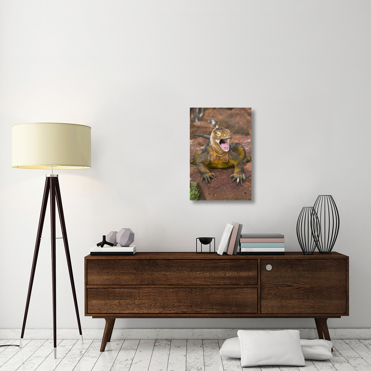 Galapagos Land Iguana yawning, Galapagos Islands, Ecuador-Canvas Art-20&quotx30"