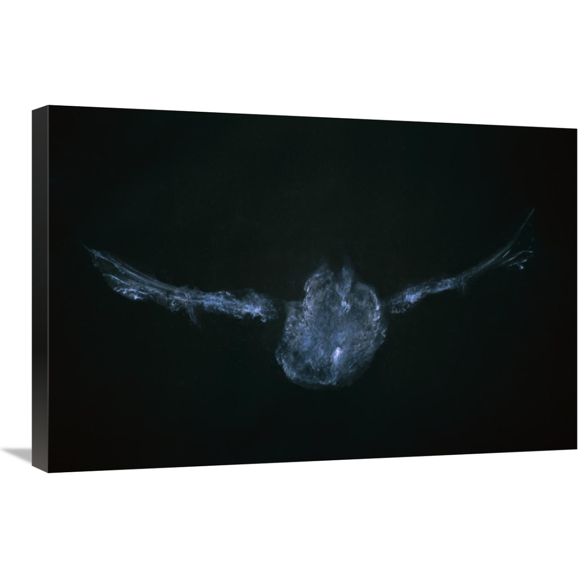 Eastern Screech Owl powder down imprint on glass, Michigan-Canvas Art-30&quotx20"