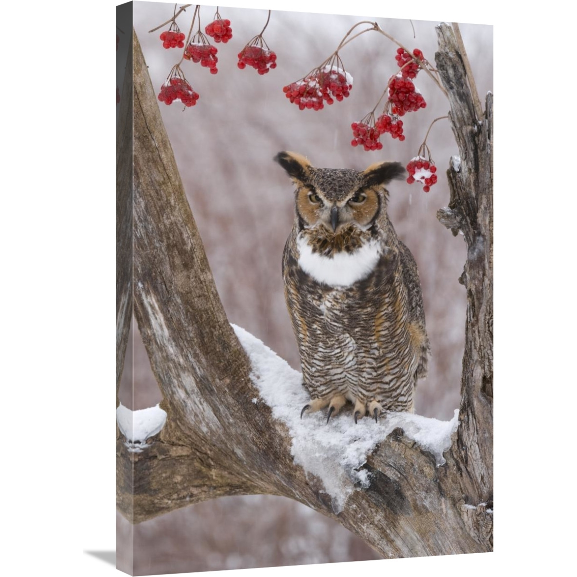 Great Horned Owl in winter, Howell Nature Center, Michigan-Canvas Art-20&quotx30"