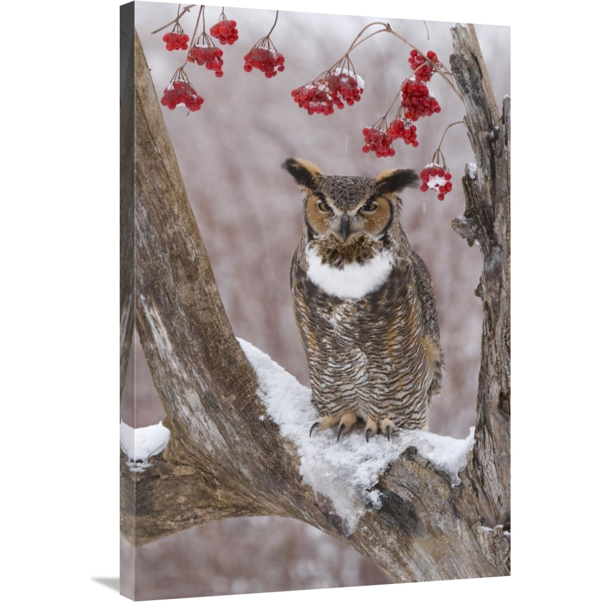 Great Horned Owl in winter, Howell Nature Center, Michigan-Canvas Art-24&quotx36"