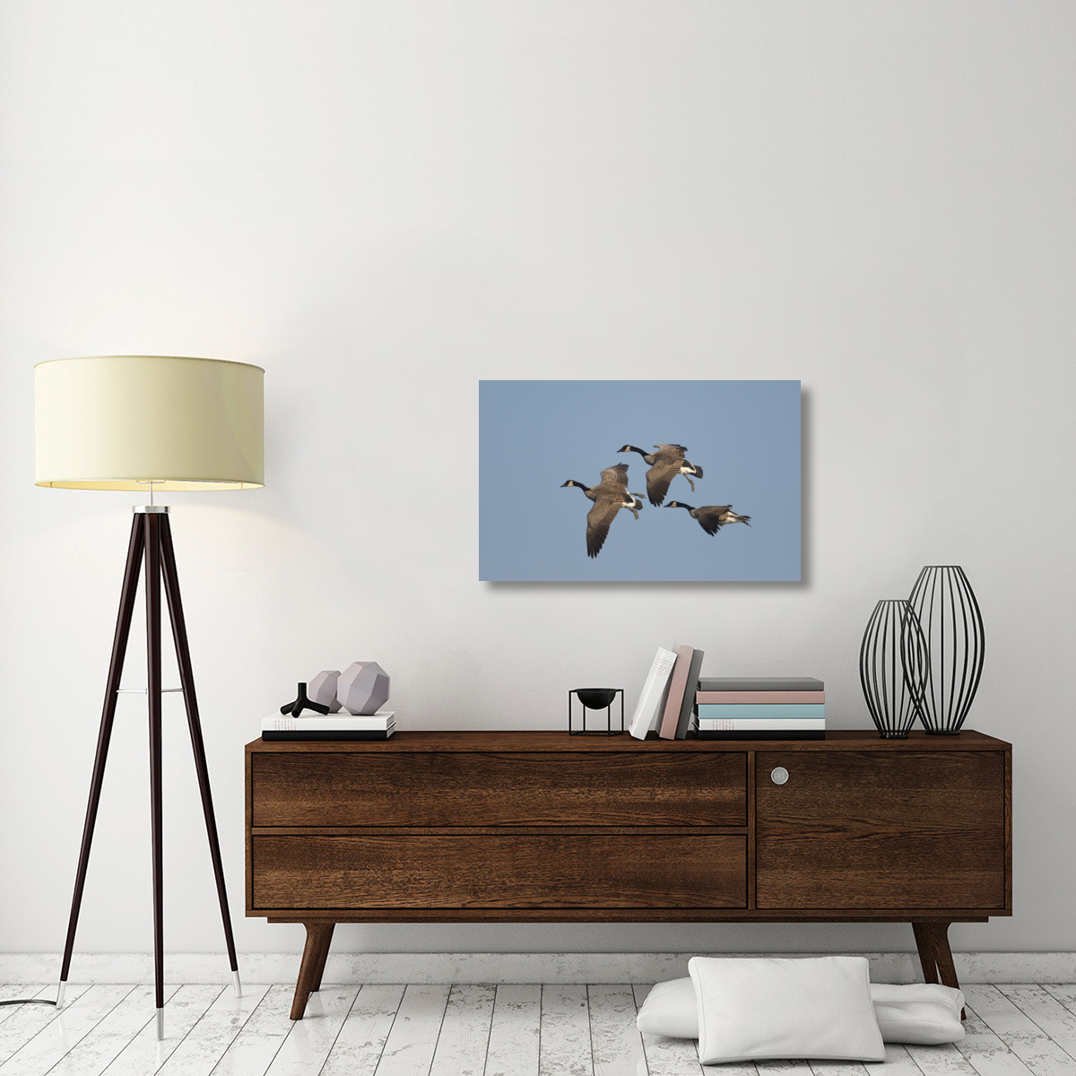 Canada Goose trio flying, Kellogg Bird Sanctuary, Michigan-Canvas Art-36&quotx22.32"