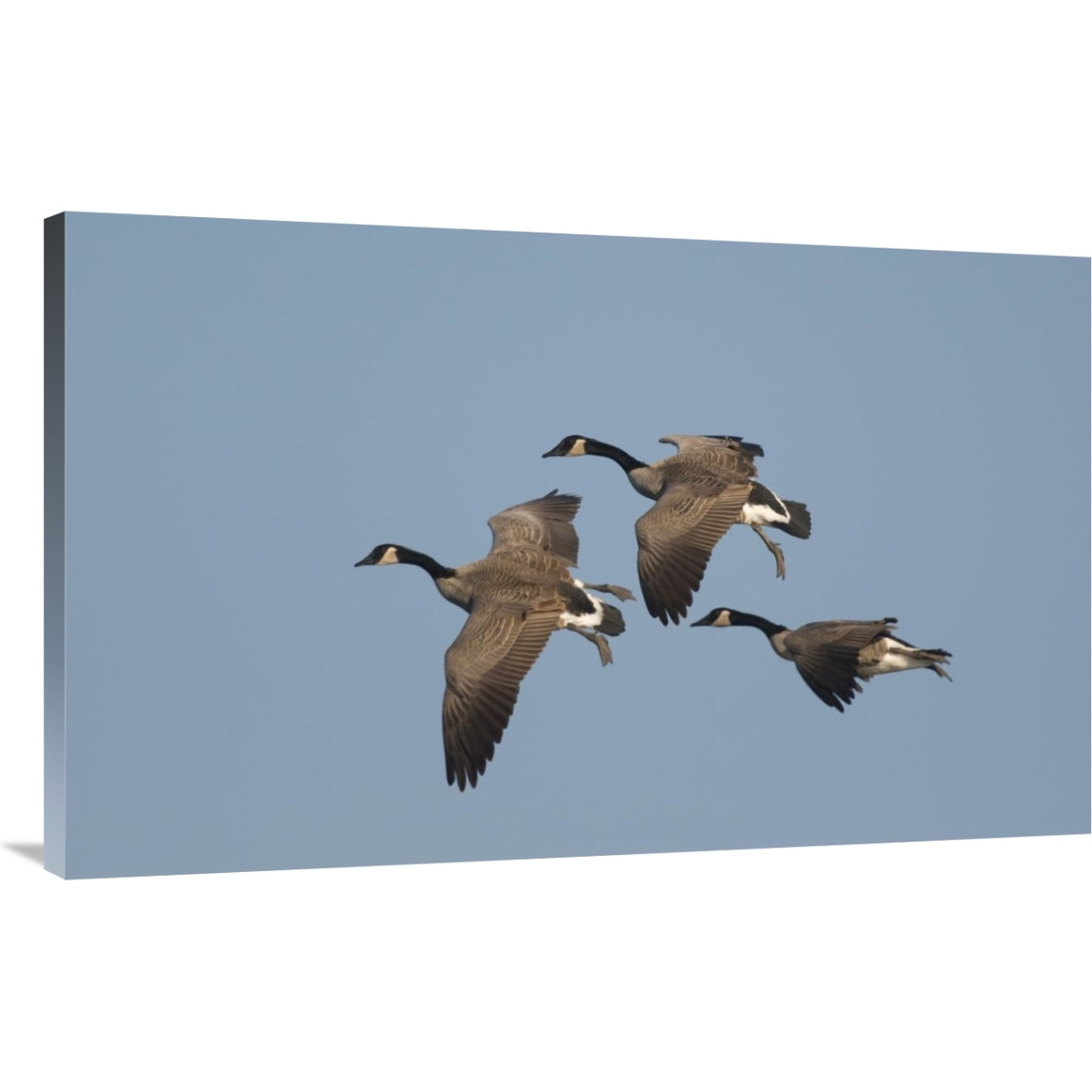 Canada Goose trio flying, Kellogg Bird Sanctuary, Michigan-Canvas Art-44&quotx27.28"