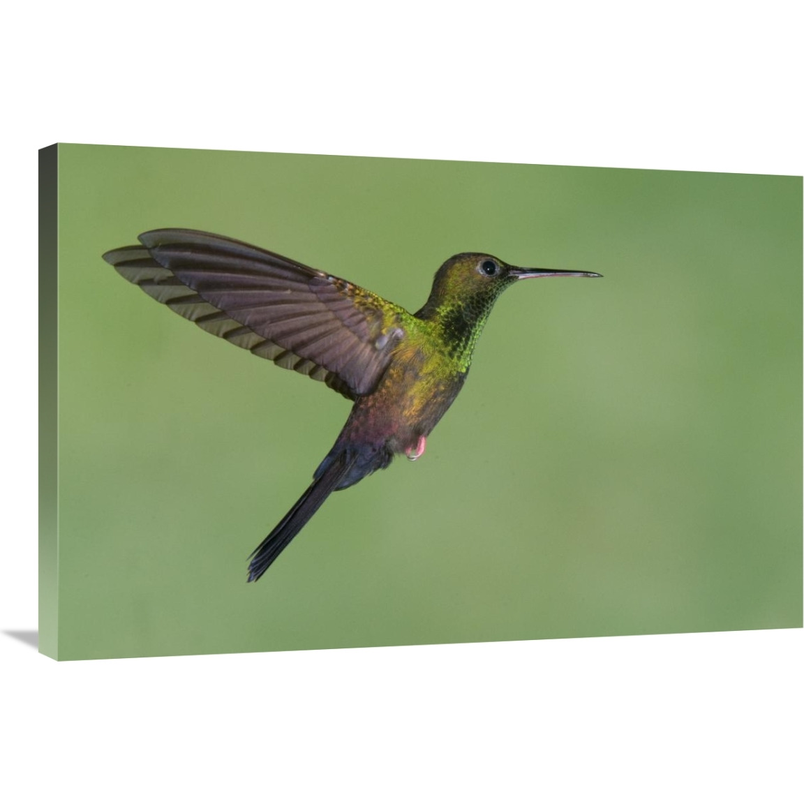 Red-footed Plumeleteer hummingbird male flying, Costa Rica-Canvas Art-36&quotx24"