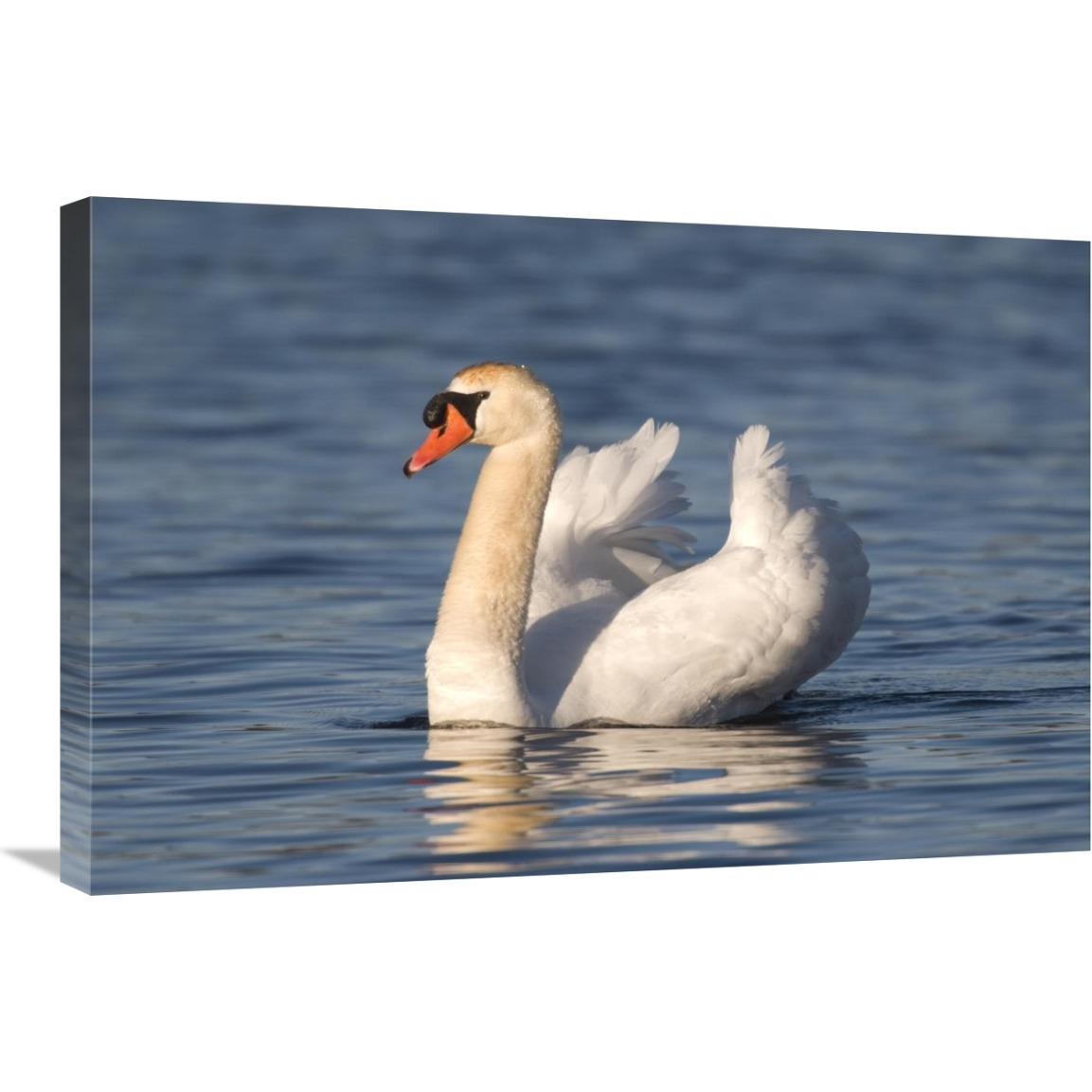 Mute Swan swimming, Kensington Metropark, Milford, Michigan-Canvas Art-30&quotx20"