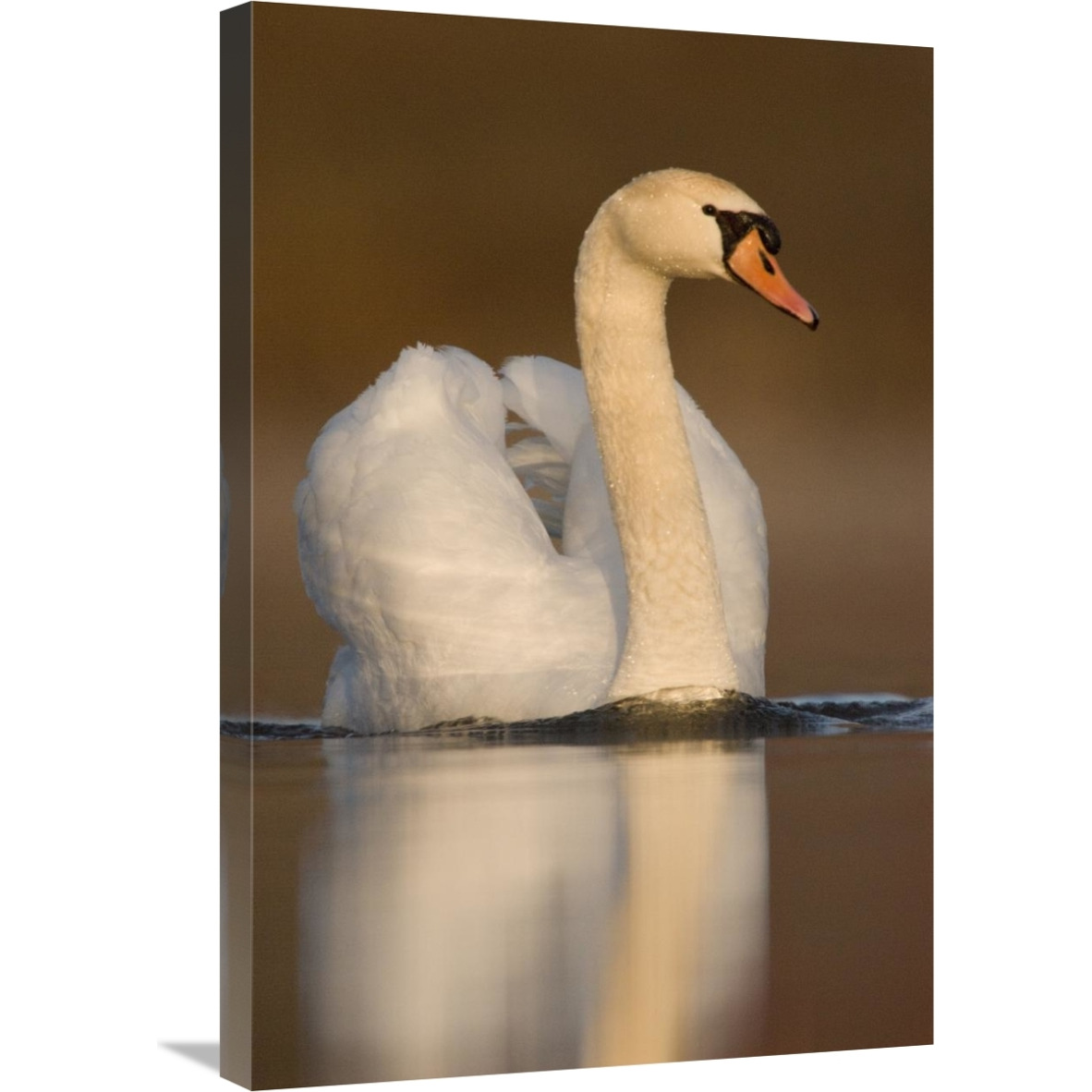 Mute Swan swimming, Kensington Metropark, Milford, Michigan-Canvas Art-20&quotx30"