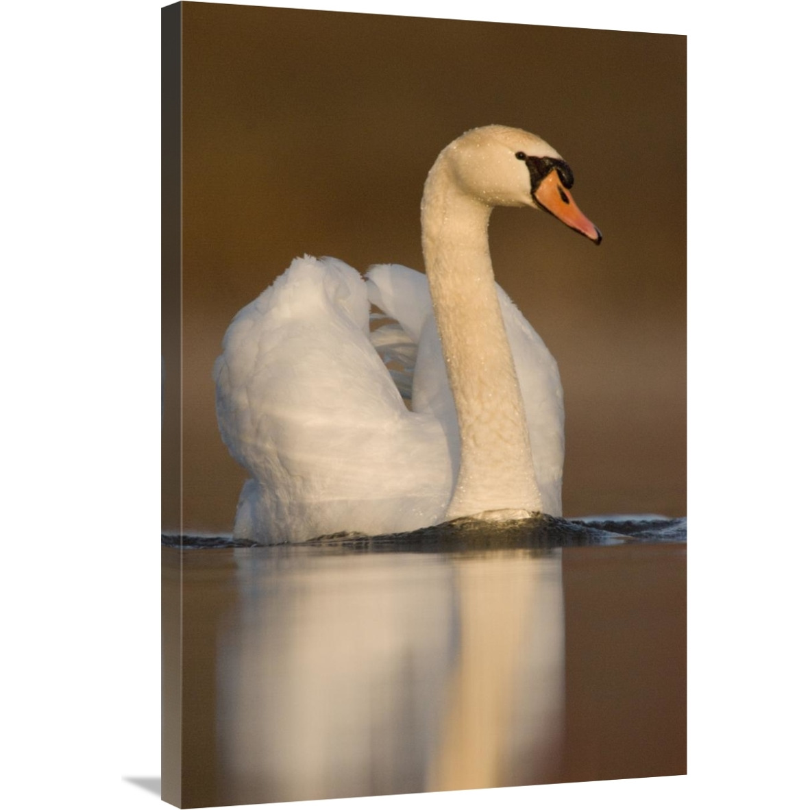 Mute Swan swimming, Kensington Metropark, Milford, Michigan-Canvas Art-24&quotx36"
