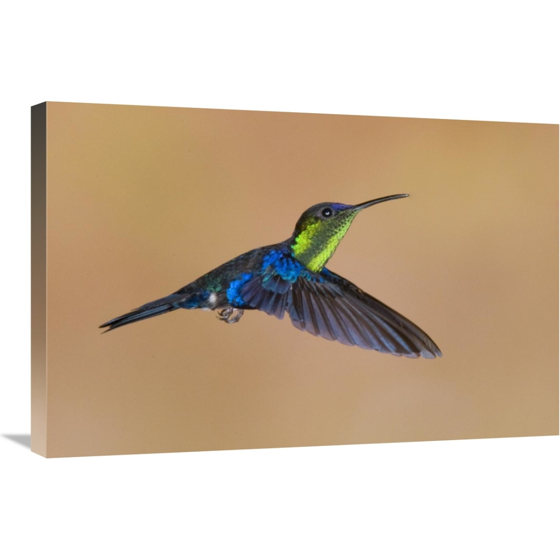 Violet-crowned Woodnymph hummingbird male flying, Costa Rica-Canvas Art-30&quotx20"