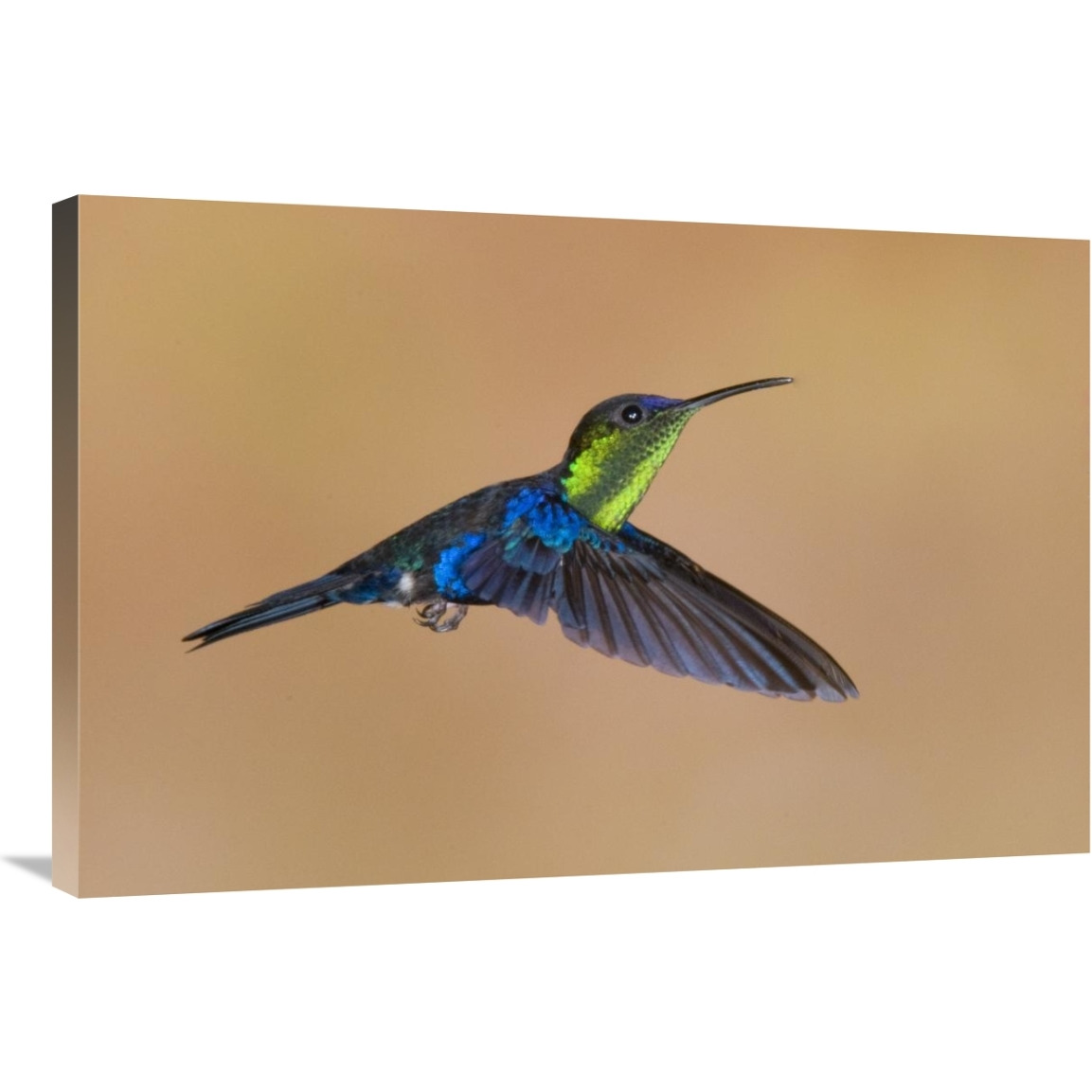 Violet-crowned Woodnymph hummingbird male flying, Costa Rica-Canvas Art-36&quotx24"