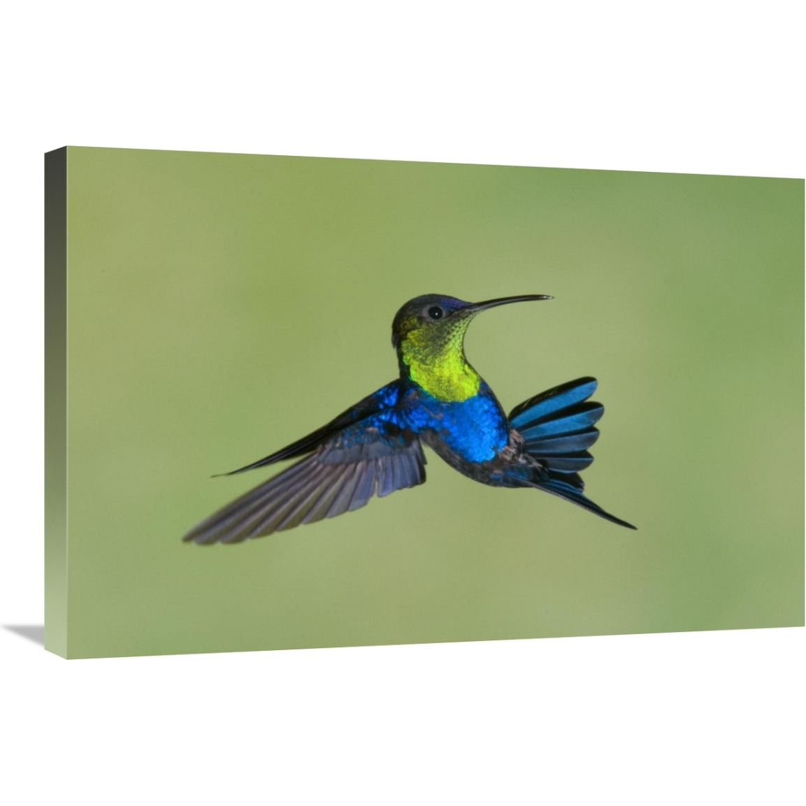 Violet-crowned Woodnymph hummingbird male flying, Costa Rica-Canvas Art-30&quotx20"