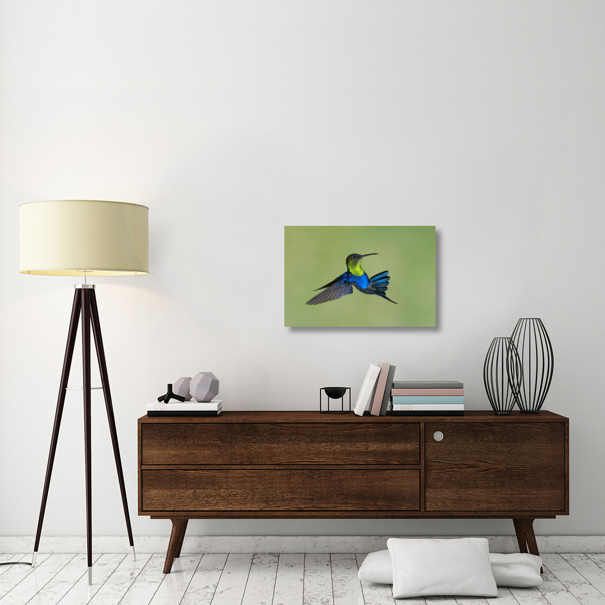 Violet-crowned Woodnymph hummingbird male flying, Costa Rica-Canvas Art-30&quotx20"