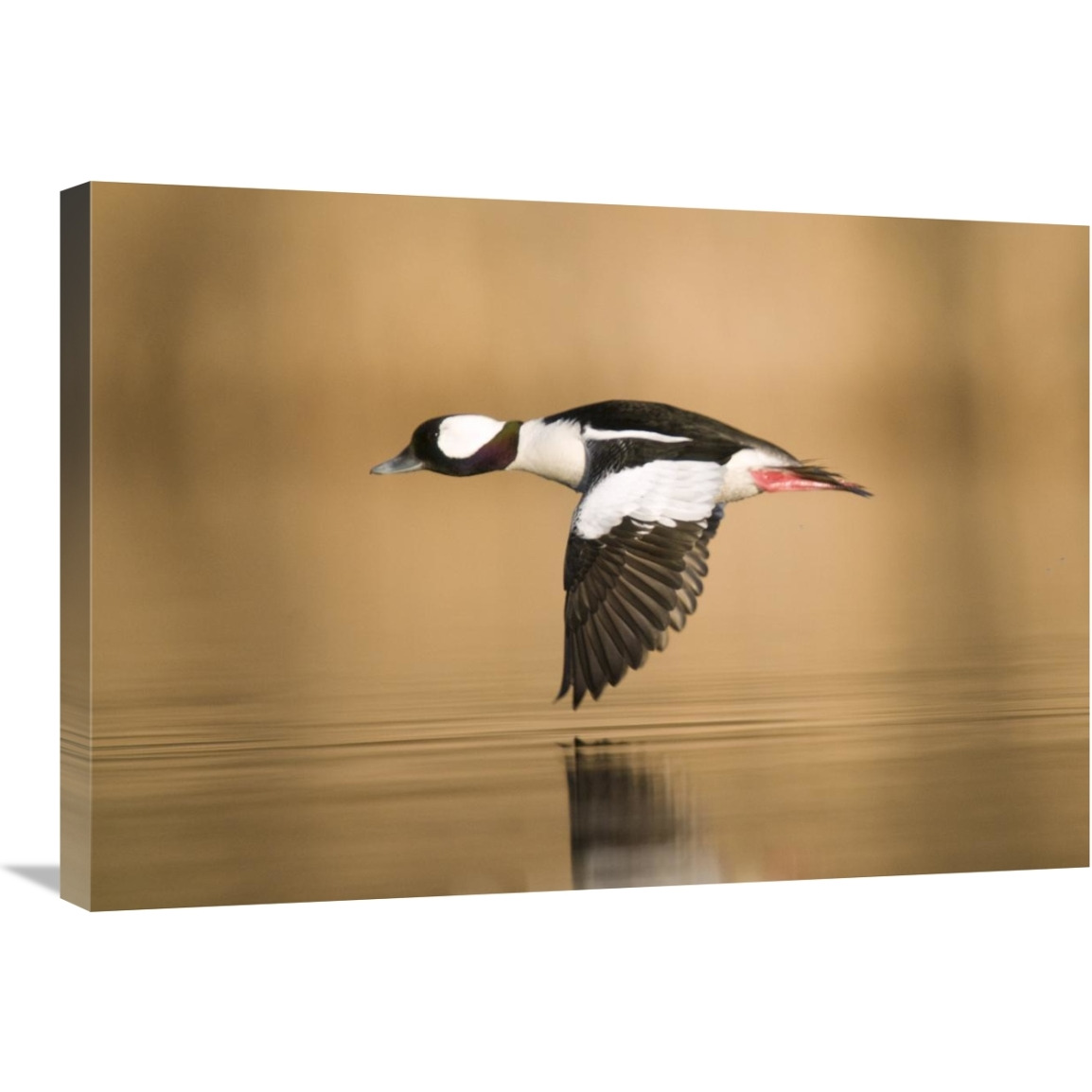 Bufflehead male flying, Island Lake Recreation Area, Michigan-Canvas Art-30&quotx21"