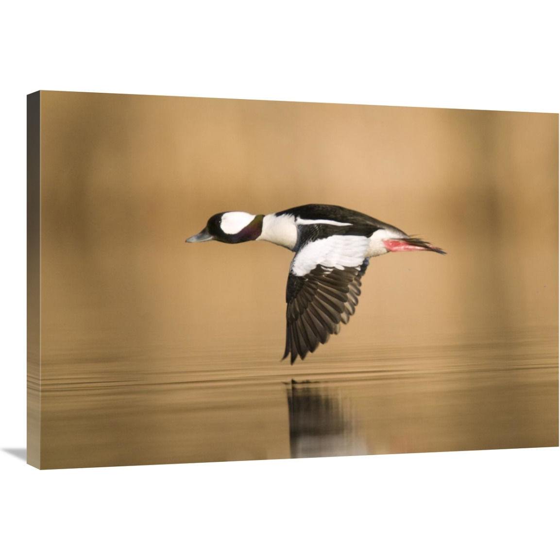 Bufflehead male flying, Island Lake Recreation Area, Michigan-Canvas Art-36&quotx25.2"